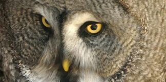 Free Event – Big Garden Birdwatch at St Anne Well’s Gardens