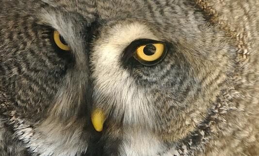 Free Event – Big Garden Birdwatch at St Anne Well’s Gardens