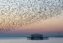 Report on International Migration Across Brighton & Hove