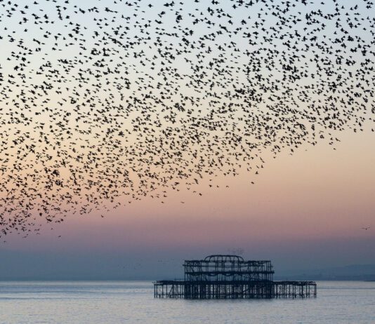 Report on International Migration Across Brighton & Hove