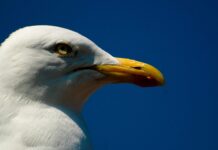 Do Brighton’s Seagulls Pose a Real Threat?