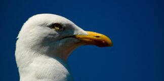 Do Brighton’s Seagulls Pose a Real Threat?