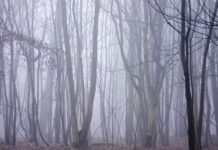 Stanmer Park Woodland Management and Protection