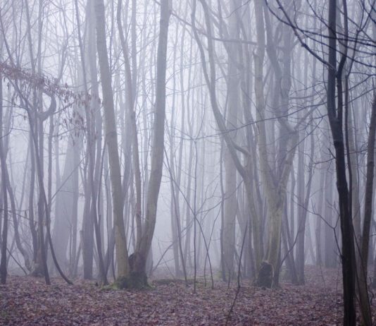 Stanmer Park Woodland Management and Protection