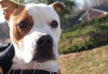 New Kennel Facility Could save the lives of Brighton Dogs