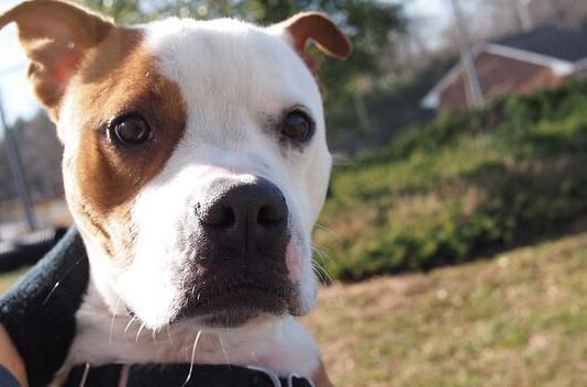 New Kennel Facility Could save the lives of Brighton Dogs