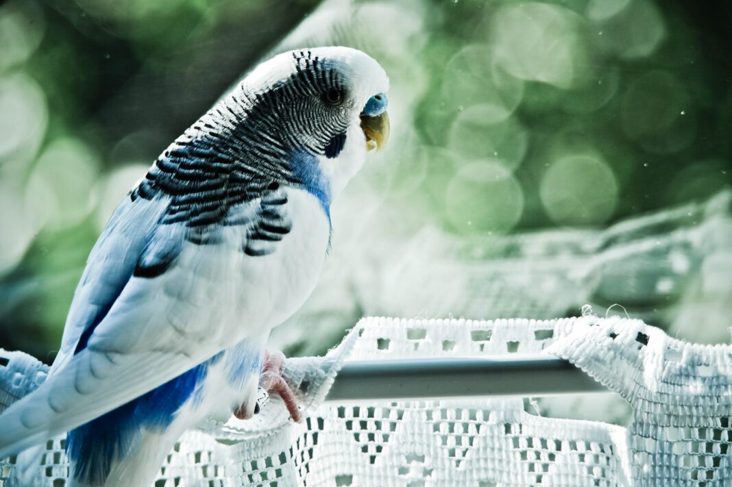 Budgie