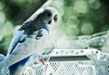 RSPCA Looking To Re-House 359 Rescued Budgies