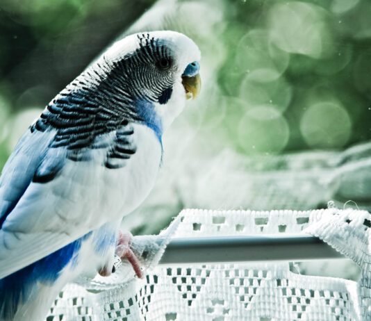 RSPCA Looking To Re-House 359 Rescued Budgies