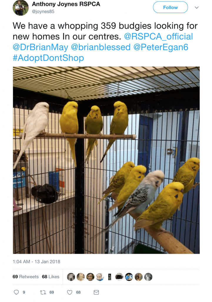 A tweet showing a few of the 359 budgies rescued by the RSPCA.