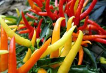 The Anti-Valentine African Supper Club @ the Tempest Inn