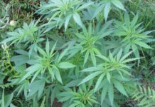 Two Arrests in Horsham After Drugs Seized