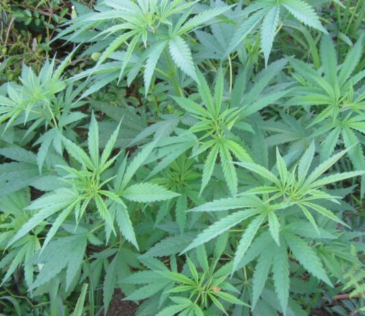 Two Arrests in Horsham After Drugs Seized