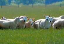 Another Sheep Attacks in the Downs Causes Further Frustration