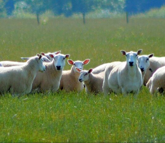 Another Sheep Attacks in the Downs Causes Further Frustration