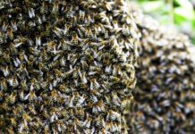 Bees in Brighton: What to Do When You See a Swarm