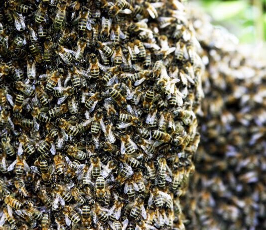 Bees in Brighton: What to Do When You See a Swarm