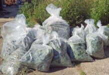 Sussex Police Seize Half a Million Pounds of Cannabis From Property