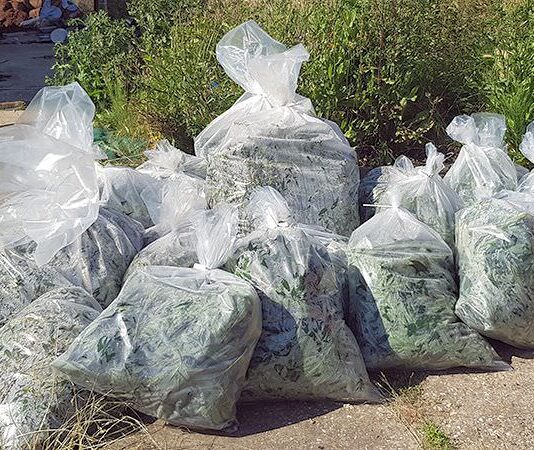 Sussex Police Seize Half a Million Pounds of Cannabis From Property