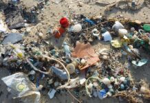 #WorldEnvironmentDay: Why You Should Help Brighton’s Environment