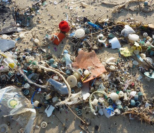#WorldEnvironmentDay: Why You Should Help Brighton’s Environment