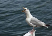 Be Aware of Intoxicated Seagulls as ‘Flying Ant Day’ Approaches