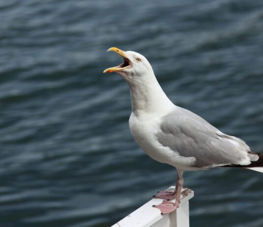 Be Aware of Intoxicated Seagulls as ‘Flying Ant Day’ Approaches