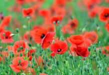 World War One Pilot to be Honoured at Memorial Ceremony