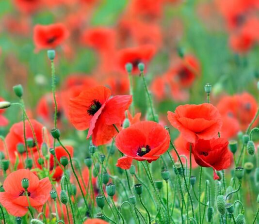 World War One Pilot to be Honoured at Memorial Ceremony