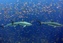 Brighton Sea Could Be Shark Infested By Just 2050