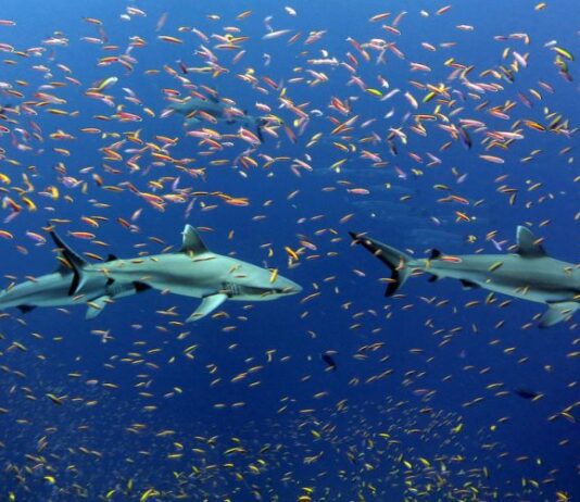 Brighton Sea Could Be Shark Infested By Just 2050