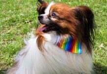 Pampered pooches prepare for rescheduled Brighton Pride Dog Show