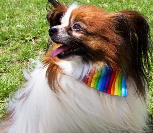 Pampered pooches prepare for rescheduled Brighton Pride Dog Show