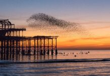 Starling murmurations flock to Brighton for Autumn