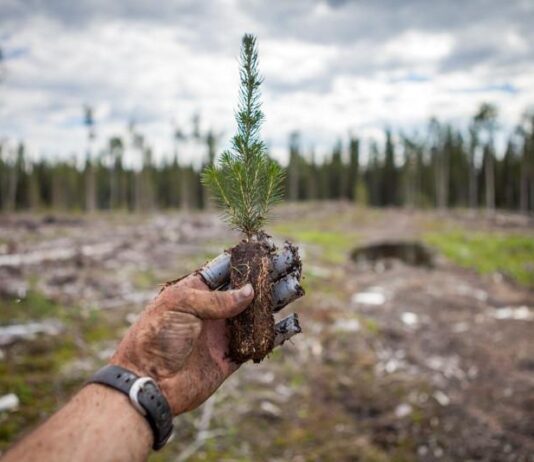 The Big Lemon to combat climate change by planting thousands of trees