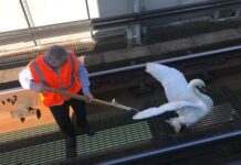 Swanning Around: Railway delays after swan blocks lines between Hove and Worthing