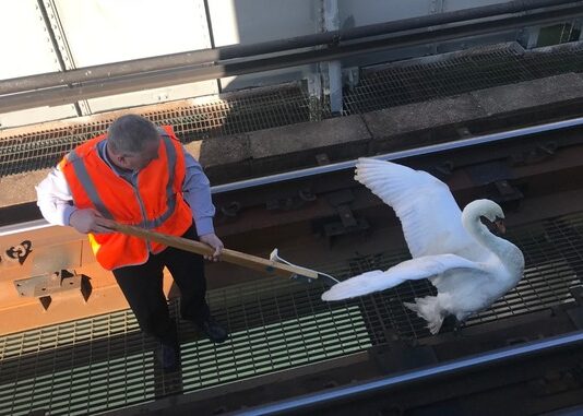 Swanning Around: Railway delays after swan blocks lines between Hove and Worthing