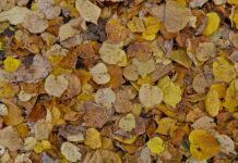 Brighton locals urge council to stop bagging leaves in plastic