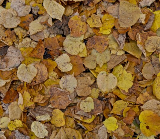 Brighton locals urge council to stop bagging leaves in plastic