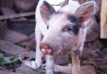 Vegan Documentary: Land of Hope and Glory to be shown in Brighton