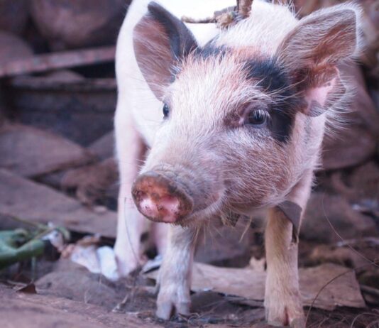 Vegan Documentary: Land of Hope and Glory to be shown in Brighton