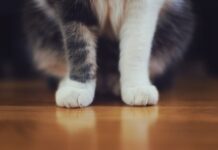 Concerns Grow for Brighton Pets After Cat is Viciously Stabbed