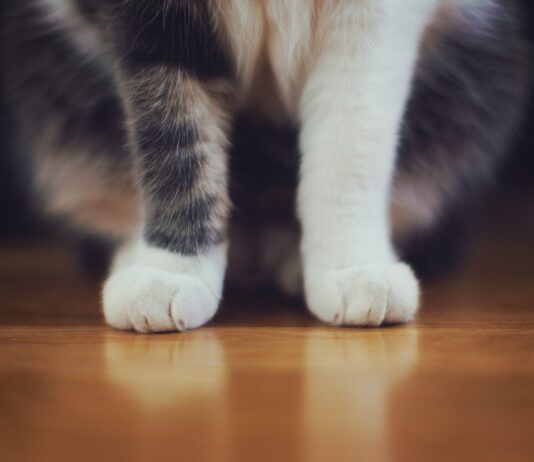 Concerns Grow for Brighton Pets After Cat is Viciously Stabbed
