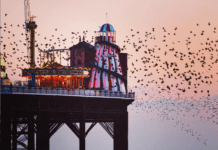 The Best of Brighton on Instagram: 13-19 February