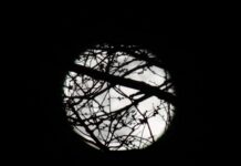 Some amazing pictures of last night’s Super Snow moon over Brighton