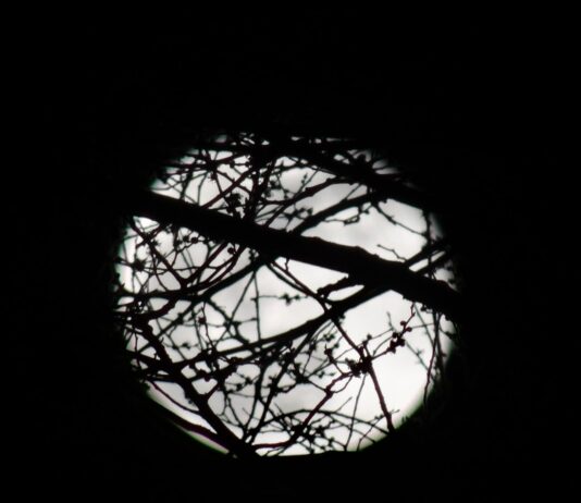 Some amazing pictures of last night’s Super Snow moon over Brighton
