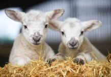What’s on this weekend: Friday 26th – Sunday 28th of April