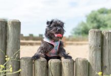 “Can dogs support wellbeing?”
