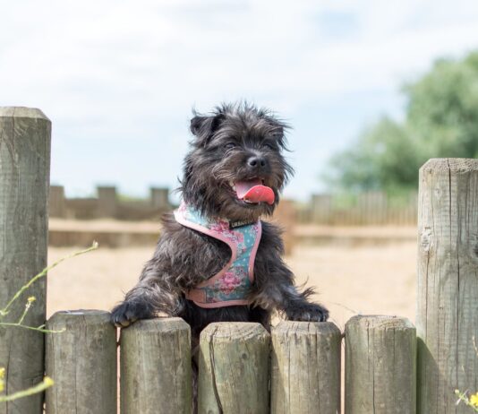 “Can dogs support wellbeing?”