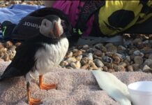 Puffin Rescued on Brighton Seafront